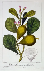 Peretta lemon